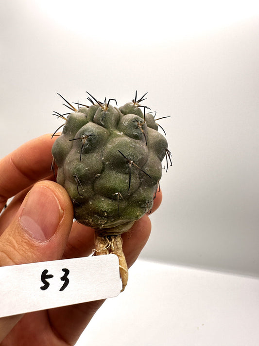 【現品限り】コピアポア・シネレア×コルムナアルバ 抜き苗 実生【H53】 Copiapoa cinerea × columna-alba