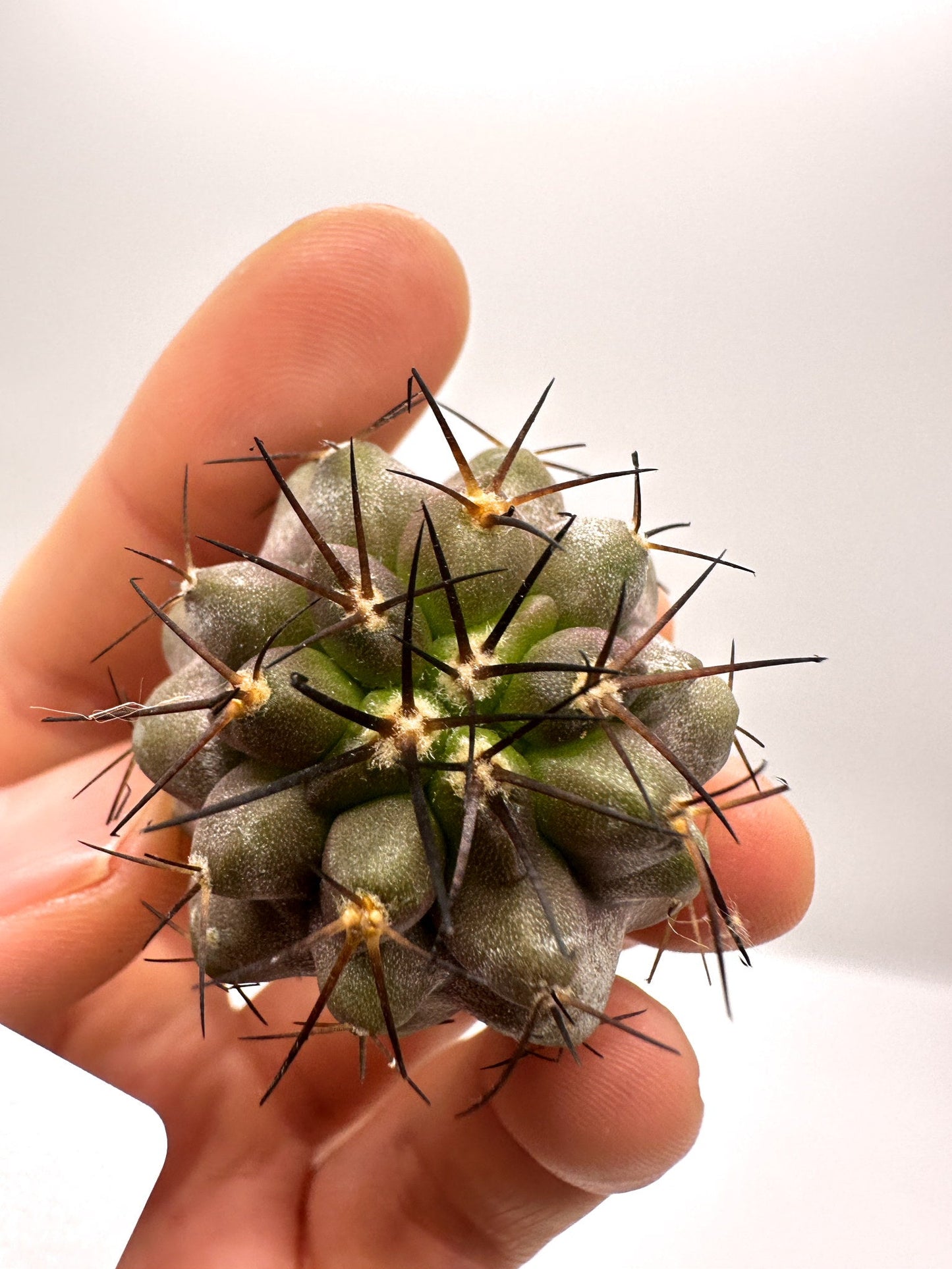 【現品限り】コピアポア・シネレア×コルムナアルバ 抜き苗 実生【H54】 Copiapoa cinerea × columna-alba