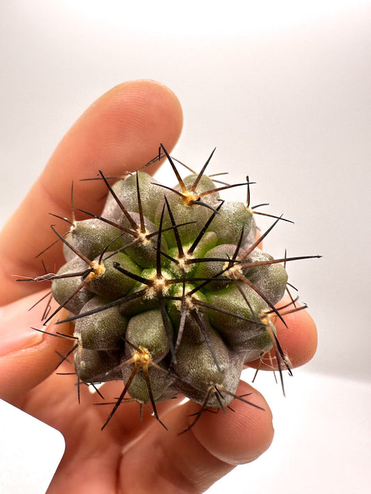 【現品限り】コピアポア・シネレア×コルムナアルバ 抜き苗 実生【H54】 Copiapoa cinerea × columna-alba