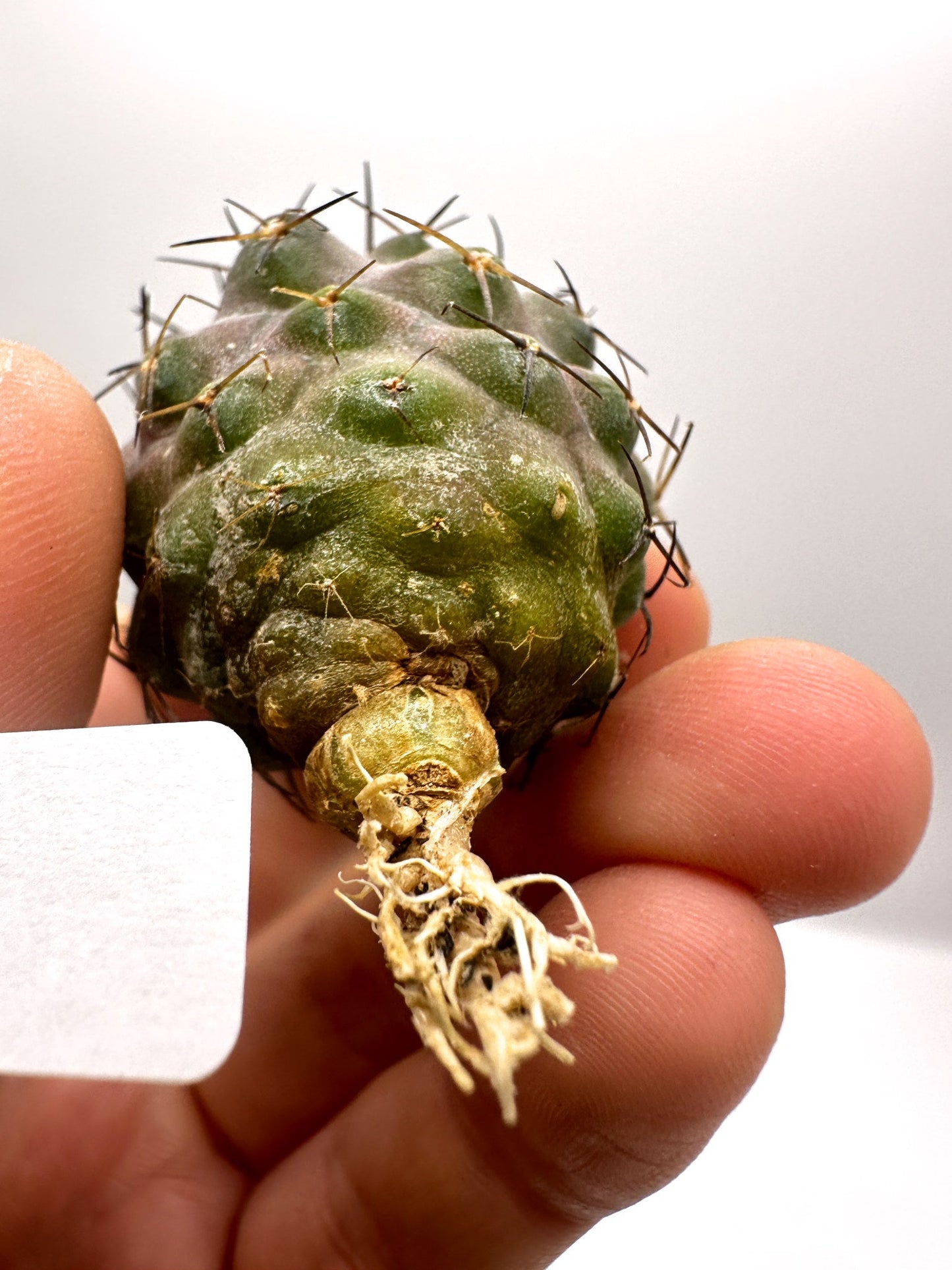 【現品限り】コピアポア・シネレア×コルムナアルバ 抜き苗 実生【H54】 Copiapoa cinerea × columna-alba