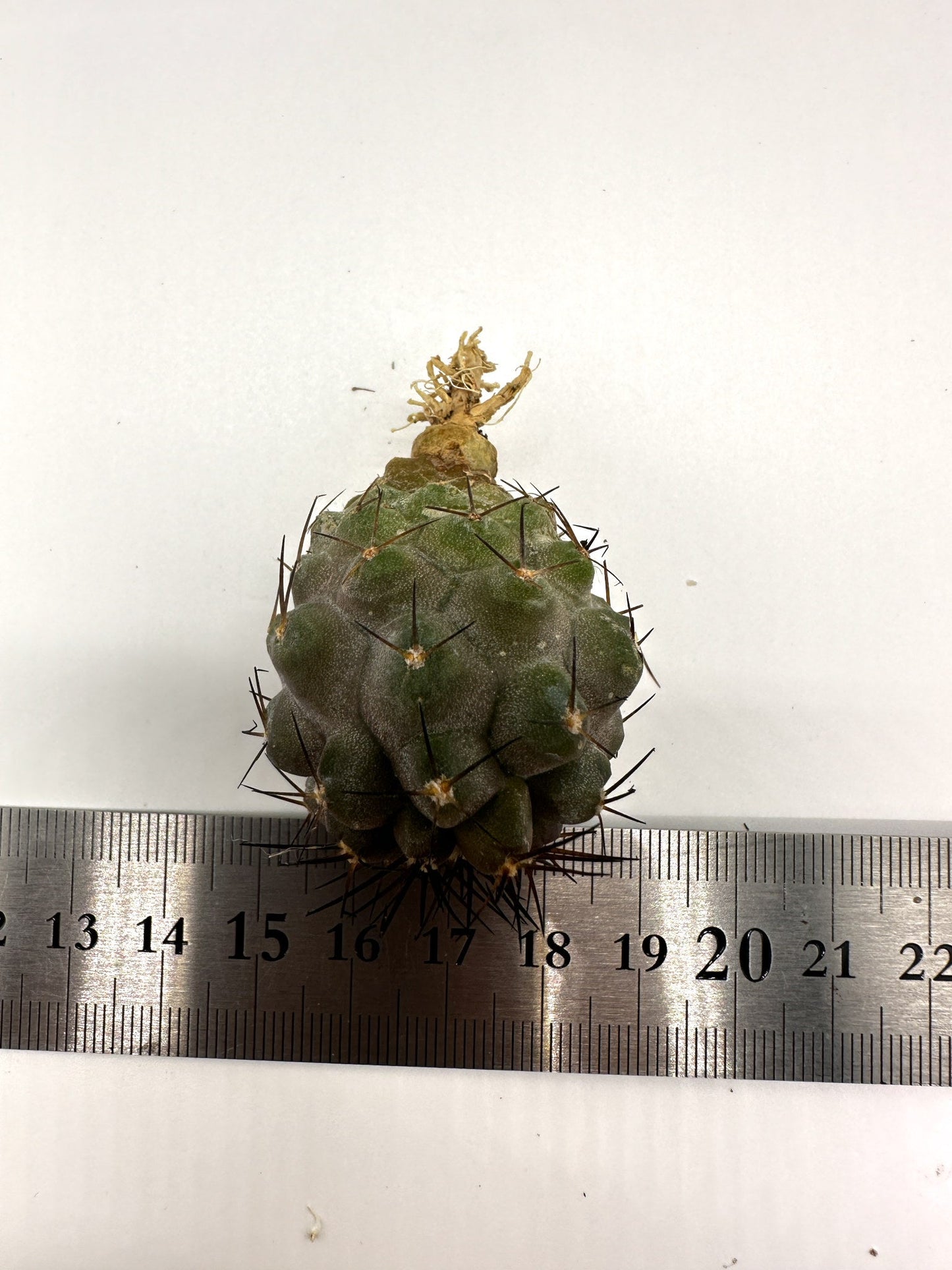 【現品限り】コピアポア・シネレア×コルムナアルバ 抜き苗 実生【H54】 Copiapoa cinerea × columna-alba
