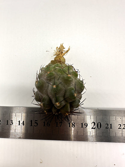 【現品限り】コピアポア・シネレア×コルムナアルバ 抜き苗 実生【H54】 Copiapoa cinerea × columna-alba