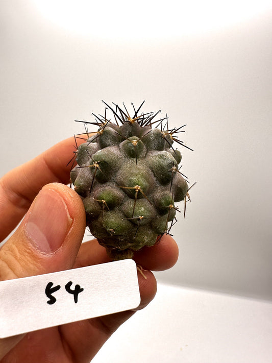 【現品限り】コピアポア・シネレア×コルムナアルバ 抜き苗 実生【H54】 Copiapoa cinerea × columna-alba
