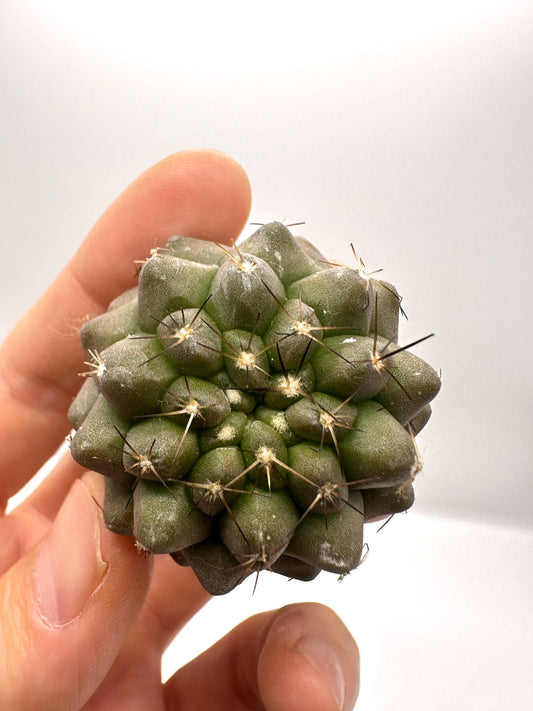 【現品限り】コピアポア・シネレア×コルムナアルバ 抜き苗 実生【H55】 Copiapoa cinerea × columna-alba
