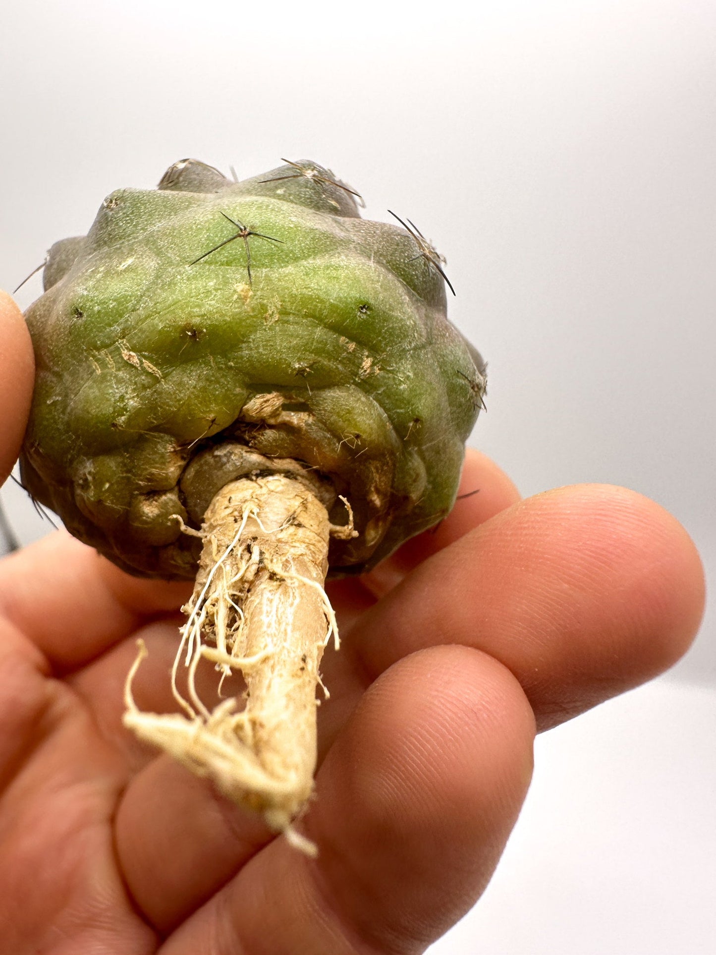 【現品限り】コピアポア・シネレア×コルムナアルバ 抜き苗 実生【H55】 Copiapoa cinerea × columna-alba