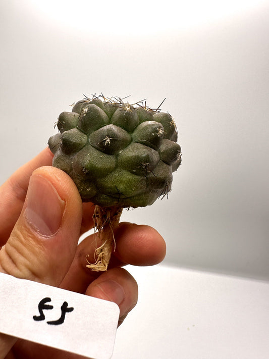 【現品限り】コピアポア・シネレア×コルムナアルバ 抜き苗 実生【H55】 Copiapoa cinerea × columna-alba