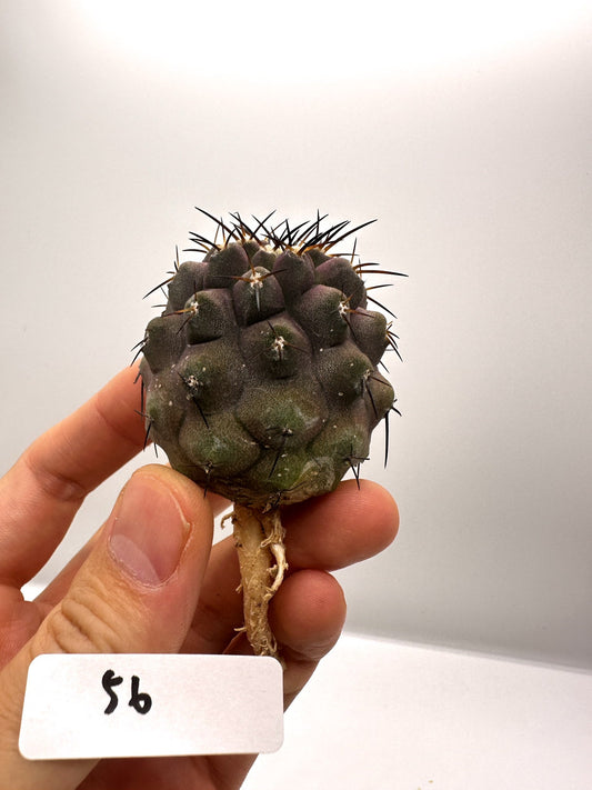 【現品限り】コピアポア・コルムナアルバ×シネレア 抜き苗 実生【H56】 Copiapoa columna-alba × cinerea