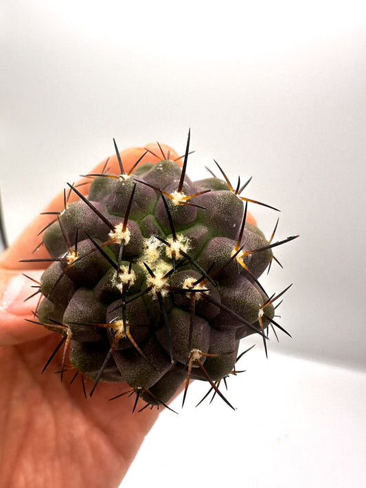 【現品限り】コピアポア・コルムナアルバ×シネレア 抜き苗 実生【H56】 Copiapoa columna-alba × cinerea
