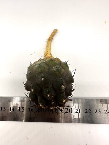 【現品限り】コピアポア・コルムナアルバ×シネレア 抜き苗 実生【H56】 Copiapoa columna-alba × cinerea
