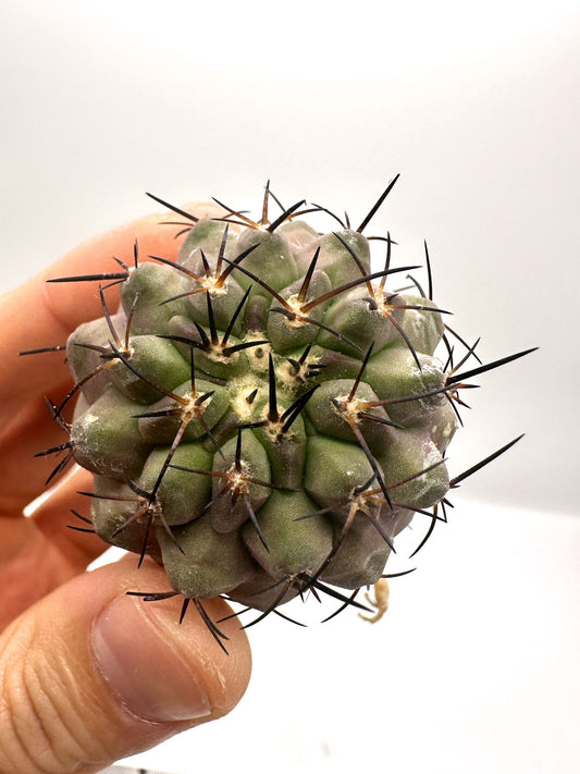【現品限り】コピアポア・コルムナアルバ×シネレア 抜き苗 実生【H57】 Copiapoa columna-alba × cinerea