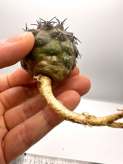 【現品限り】コピアポア・コルムナアルバ×シネレア 抜き苗 実生【H57】 Copiapoa columna-alba × cinerea