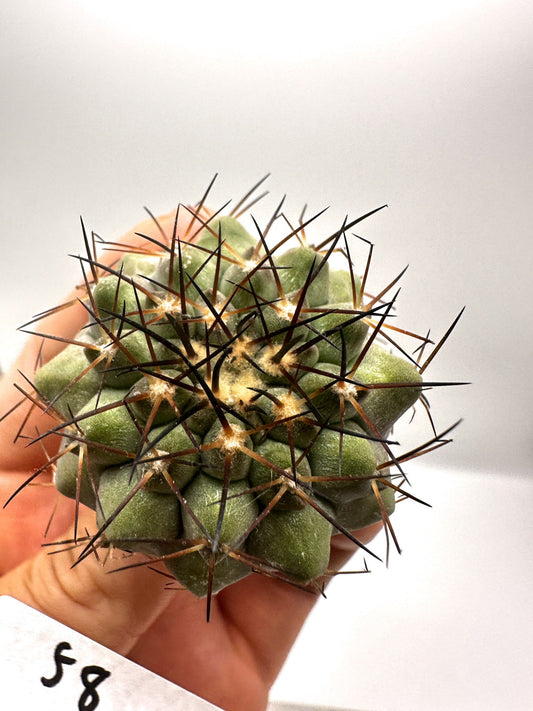 【現品限り】コピアポア・コルムナアルバ×シネレア 抜き苗 実生【H58】 Copiapoa columna-alba × cinerea
