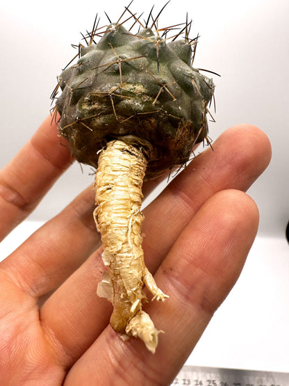 【現品限り】コピアポア・コルムナアルバ×シネレア 抜き苗 実生【H58】 Copiapoa columna-alba × cinerea