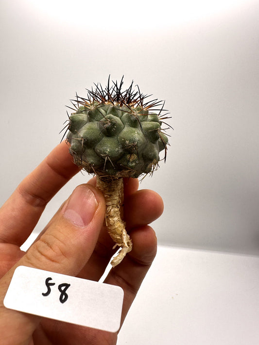 【現品限り】コピアポア・コルムナアルバ×シネレア 抜き苗 実生【H58】 Copiapoa columna-alba × cinerea