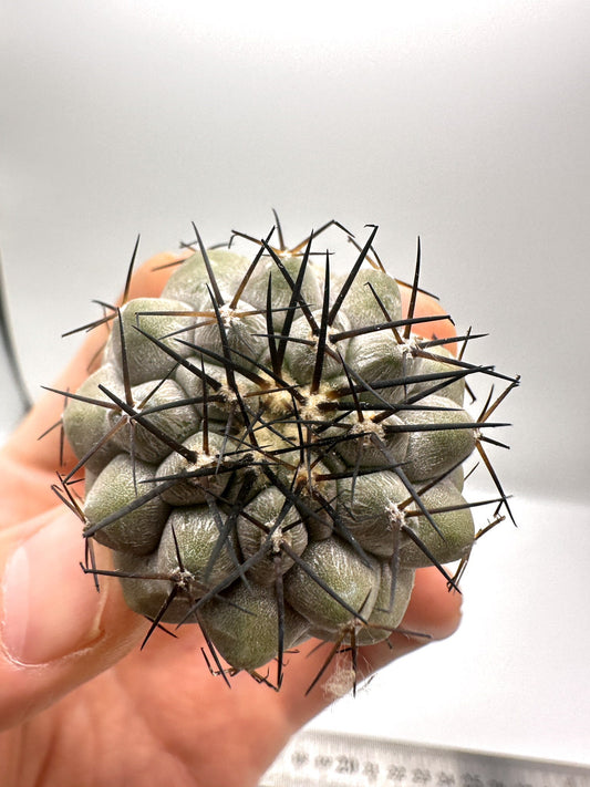 【現品限り】コピアポア・コルムナアルバ×シネレア 抜き苗 実生【H59】 Copiapoa columna-alba × cinerea