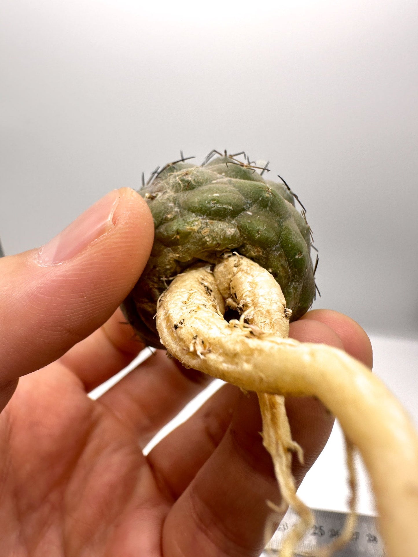 【現品限り】コピアポア・コルムナアルバ×シネレア 抜き苗 実生【H59】 Copiapoa columna-alba × cinerea