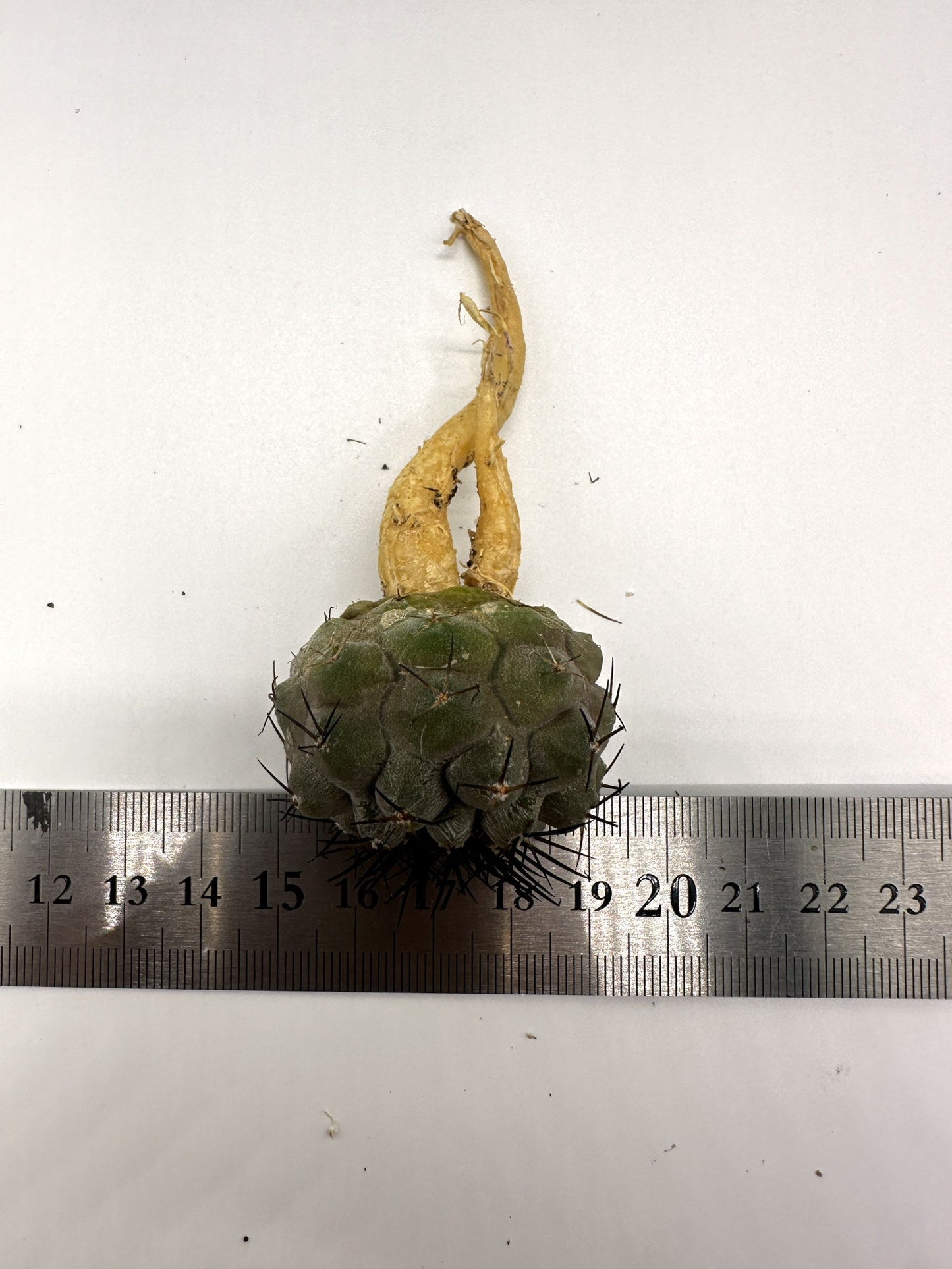【現品限り】コピアポア・コルムナアルバ×シネレア 抜き苗 実生【H59】 Copiapoa columna-alba × cinerea