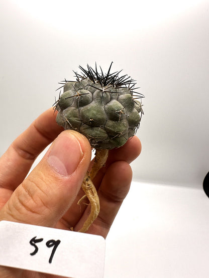【現品限り】コピアポア・コルムナアルバ×シネレア 抜き苗 実生【H59】 Copiapoa columna-alba × cinerea