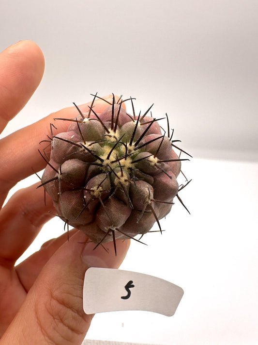 【現品限り】コピアポア・シネレア 黒王丸 抜き苗 実生 期間限定【H5】 Copiapoa cinerea