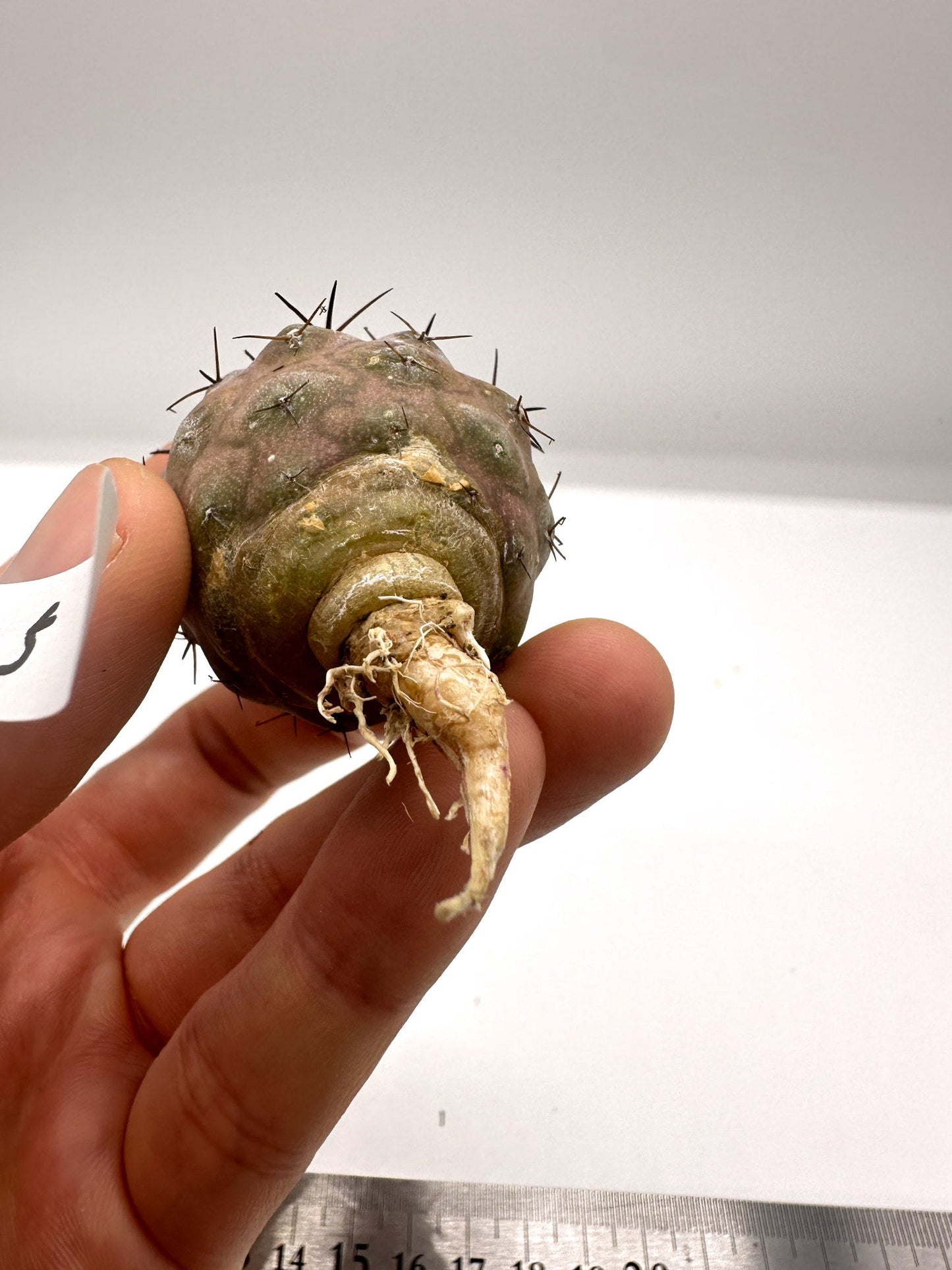 【現品限り】コピアポア・シネレア 黒王丸 抜き苗 実生 期間限定【H5】 Copiapoa cinerea