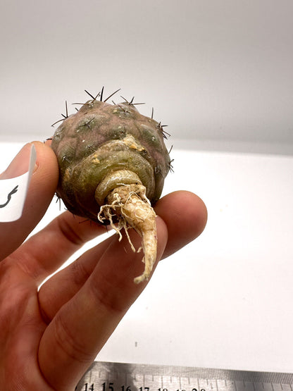 【現品限り】コピアポア・シネレア 黒王丸 抜き苗 実生 期間限定【H5】 Copiapoa cinerea