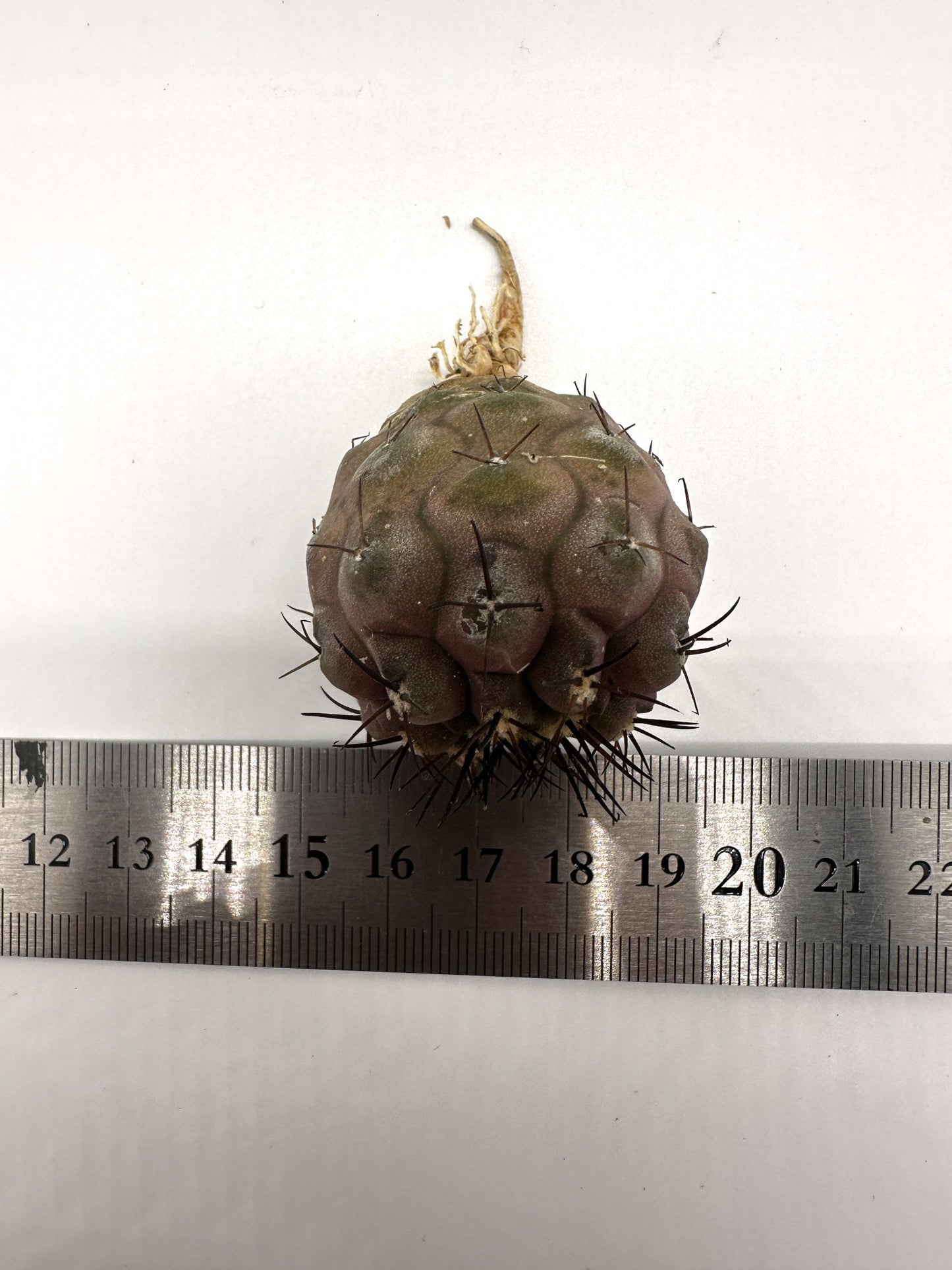 【現品限り】コピアポア・シネレア 黒王丸 抜き苗 実生 期間限定【H5】 Copiapoa cinerea
