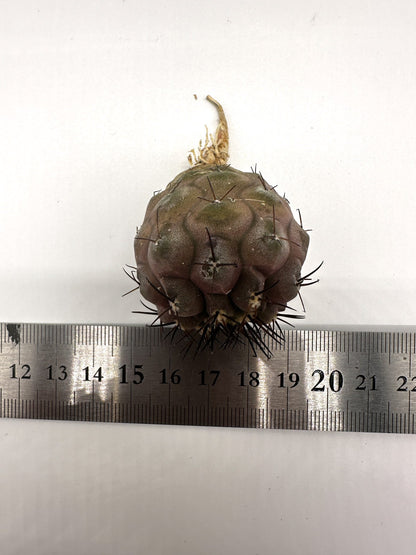 【現品限り】コピアポア・シネレア 黒王丸 抜き苗 実生 期間限定【H5】 Copiapoa cinerea