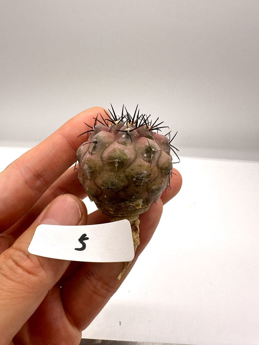 【現品限り】コピアポア・シネレア 黒王丸 抜き苗 実生 期間限定【H5】 Copiapoa cinerea