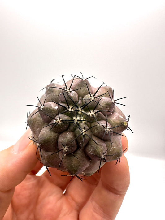 【現品限り】コピアポア・コルムナアルバ×シネレア 抜き苗 実生【H60】 Copiapoa columna-alba × cinerea
