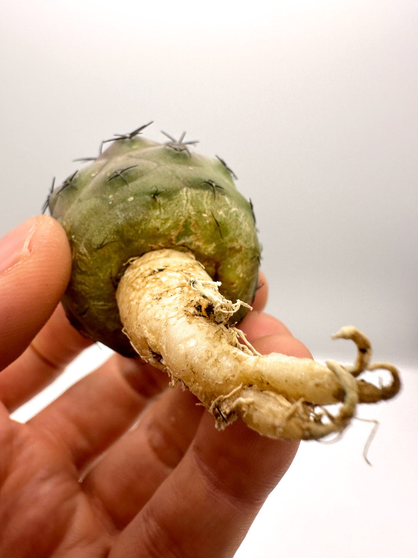 【現品限り】コピアポア・コルムナアルバ×シネレア 抜き苗 実生【H60】 Copiapoa columna-alba × cinerea