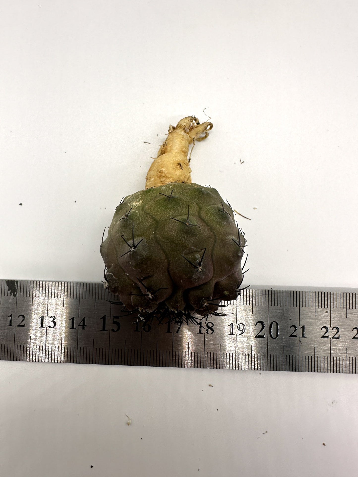 【現品限り】コピアポア・コルムナアルバ×シネレア 抜き苗 実生【H60】 Copiapoa columna-alba × cinerea
