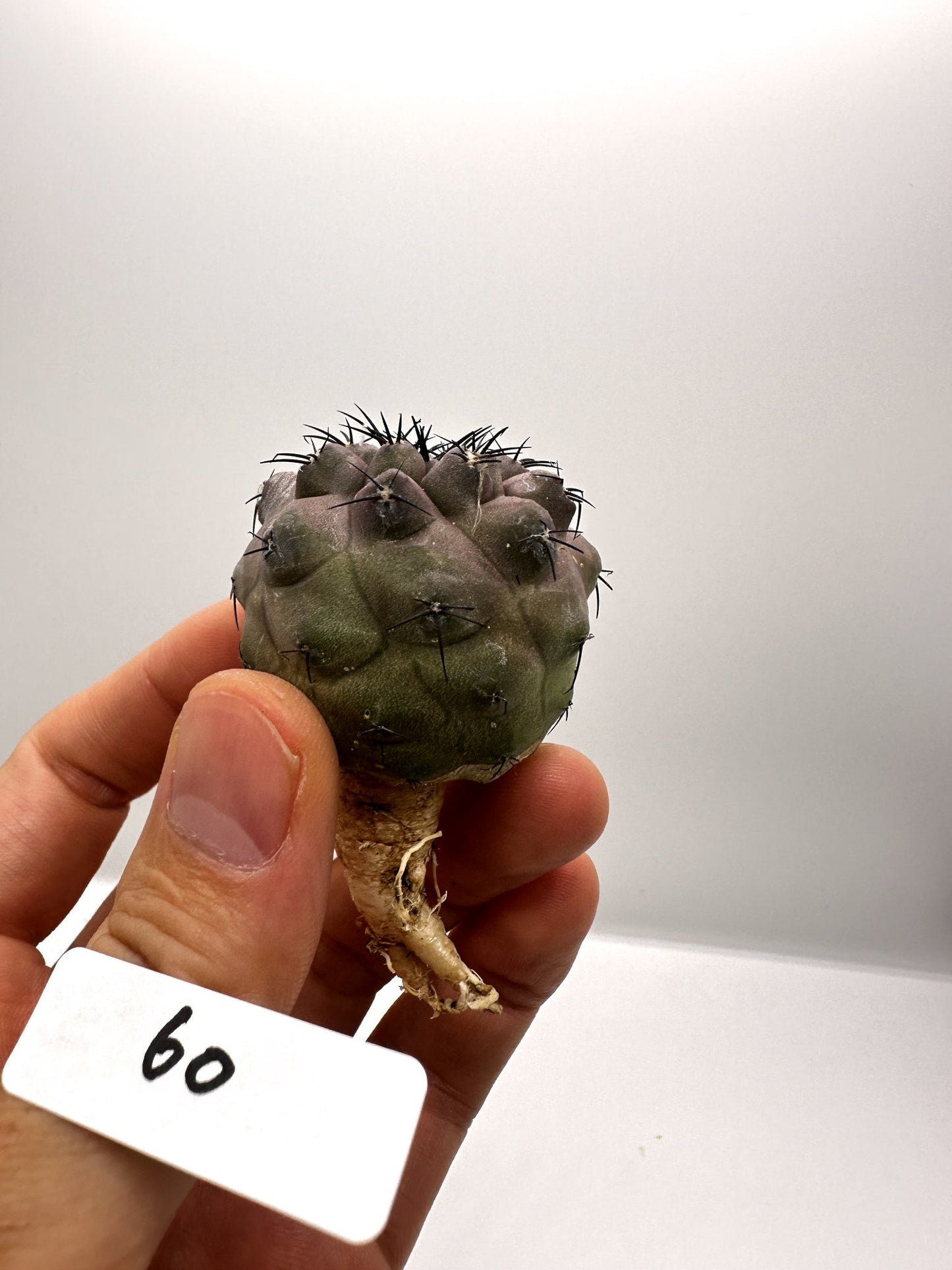 【現品限り】コピアポア・コルムナアルバ×シネレア 抜き苗 実生【H60】 Copiapoa columna-alba × cinerea