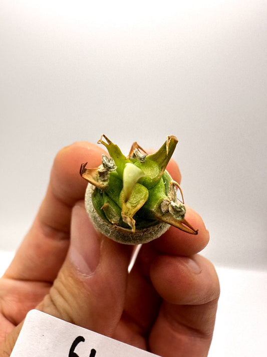 【現品限り】ユーフォルビア・サピニー 実生 抜き苗【H61】 Euphorbia sapinii