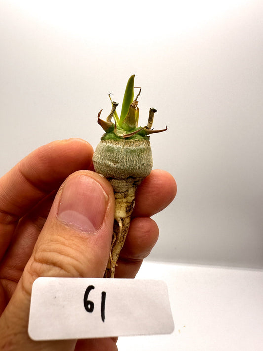【現品限り】ユーフォルビア・サピニー 実生 抜き苗【H61】 Euphorbia sapinii