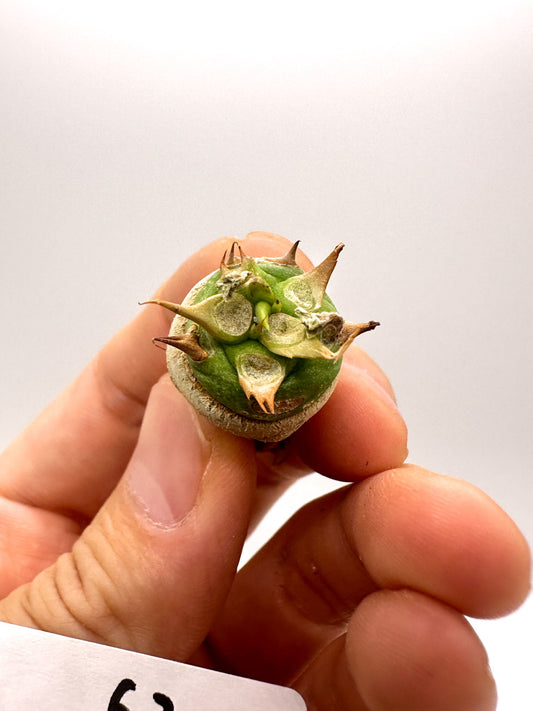 【現品限り】ユーフォルビア・サピニー 実生 抜き苗【H62】 Euphorbia sapinii