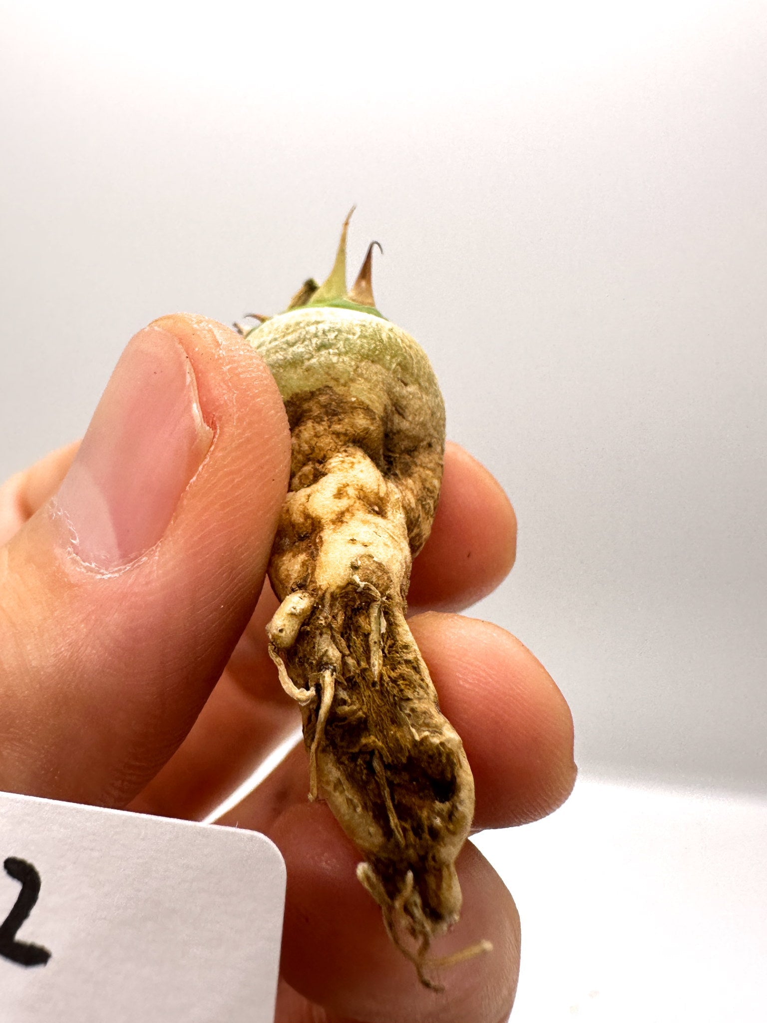 ユーフォルビア・サピニー 実生 抜き苗【H62】 Euphorbia sapinii 塊根