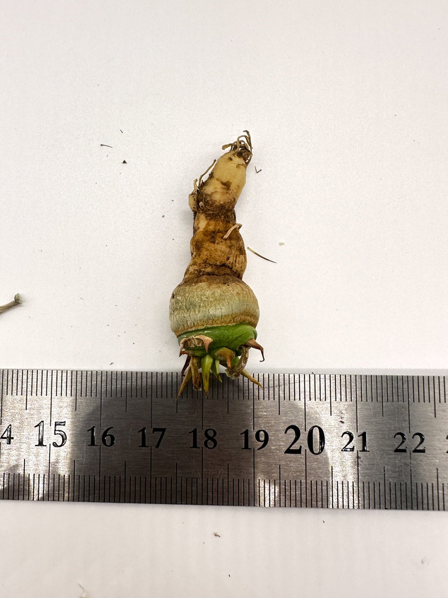 【現品限り】ユーフォルビア・サピニー 実生 抜き苗【H62】 Euphorbia sapinii