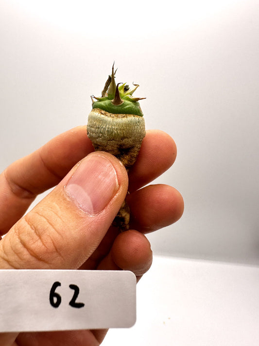 【現品限り】ユーフォルビア・サピニー 実生 抜き苗【H62】 Euphorbia sapinii