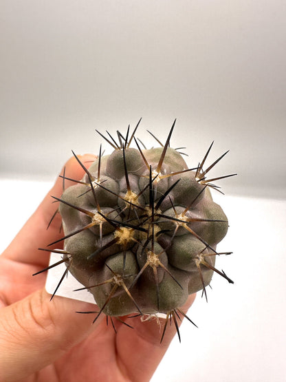 【現品限り】コピアポア・シネレア 黒王丸 抜き苗 実生 期間限定【H6】 Copiapoa cinerea