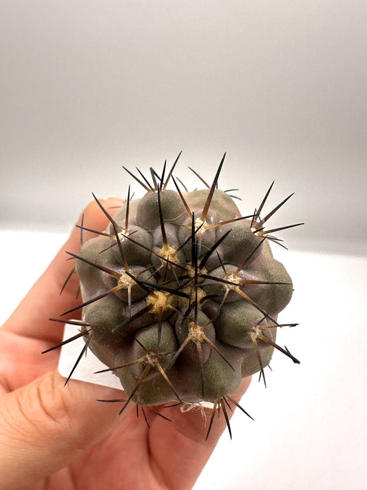 【現品限り】コピアポア・シネレア 黒王丸 抜き苗 実生 期間限定【H6】 Copiapoa cinerea