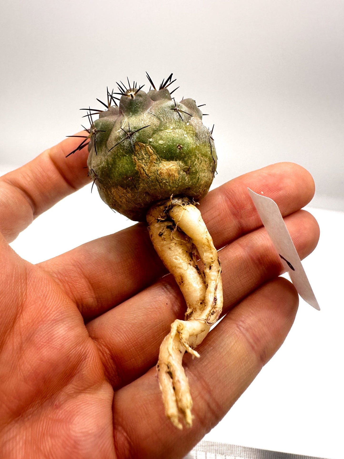 【現品限り】コピアポア・シネレア 黒王丸 抜き苗 実生 期間限定【H6】 Copiapoa cinerea