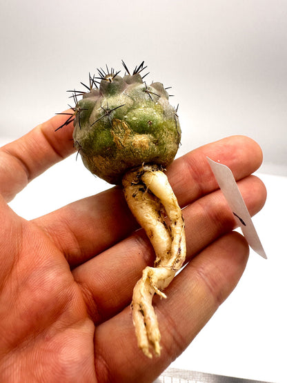 【現品限り】コピアポア・シネレア 黒王丸 抜き苗 実生 期間限定【H6】 Copiapoa cinerea
