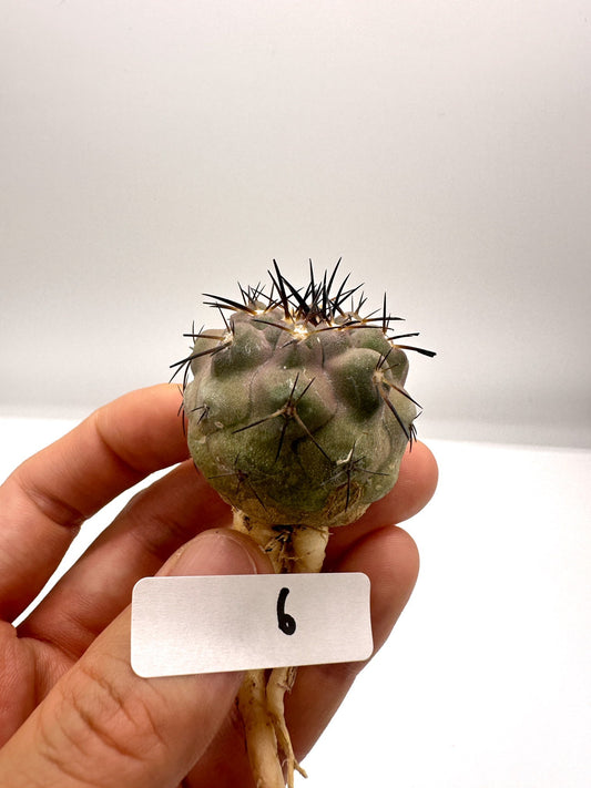 【現品限り】コピアポア・シネレア 黒王丸 抜き苗 実生 期間限定【H6】 Copiapoa cinerea