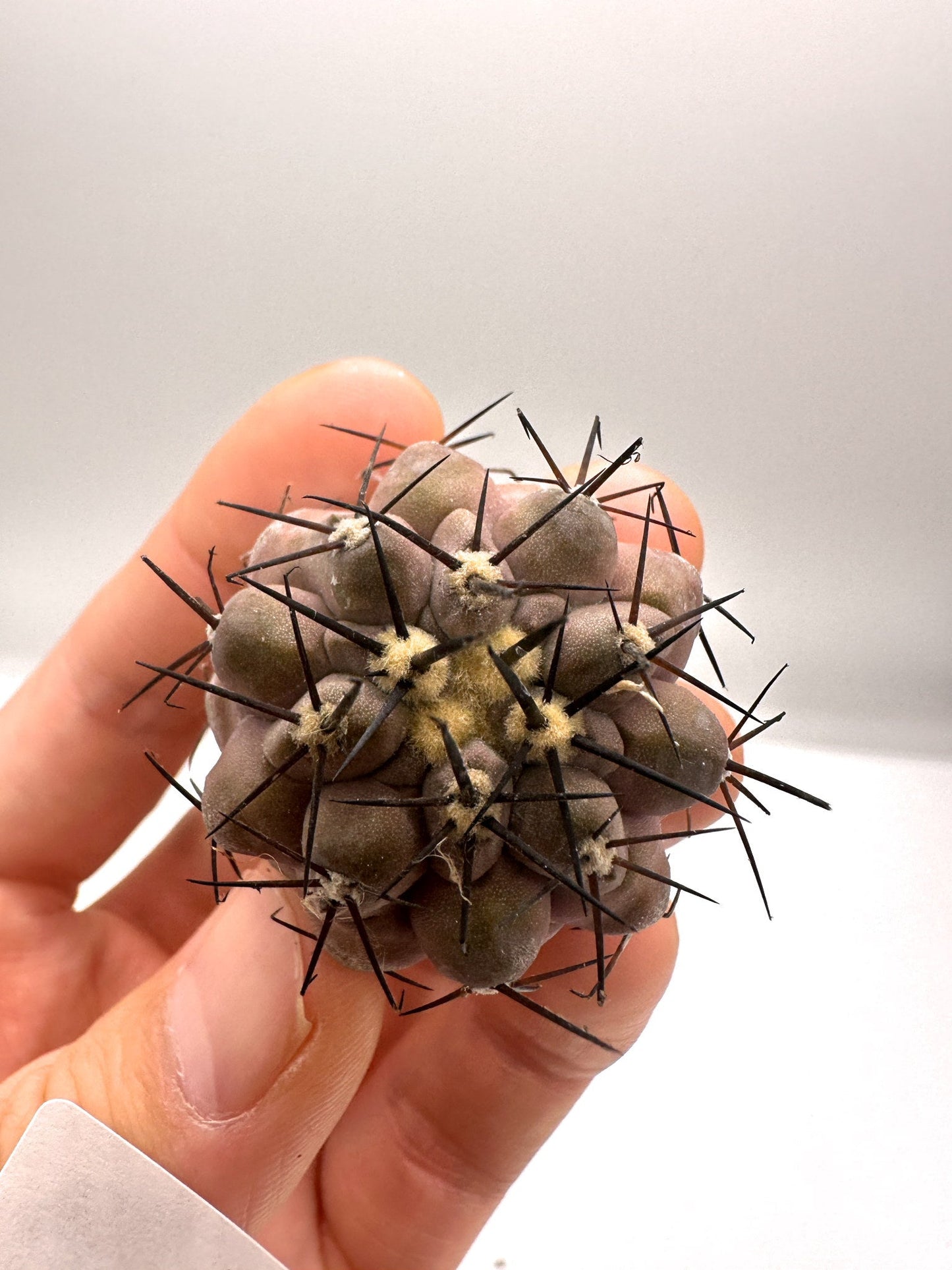 【現品限り】コピアポア・シネレア 黒王丸 抜き苗 実生 期間限定【H7】 Copiapoa cinerea