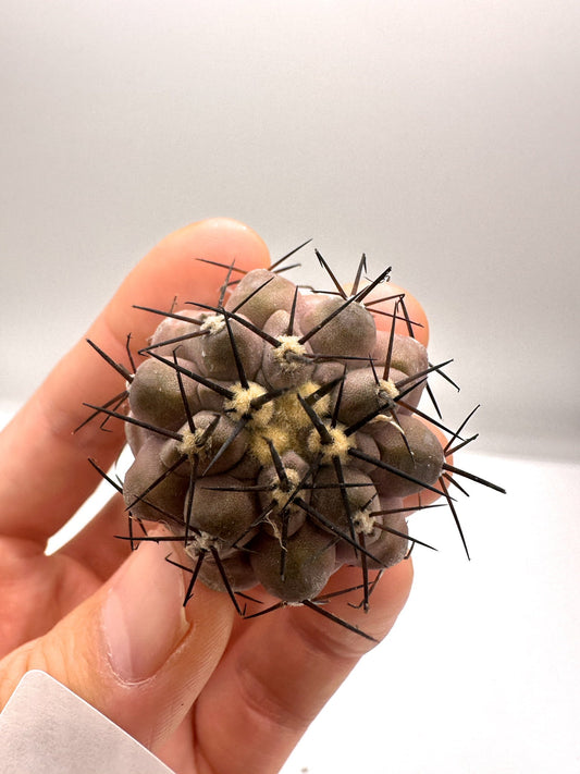 【現品限り】コピアポア・シネレア 黒王丸 抜き苗 実生 期間限定【H7】 Copiapoa cinerea