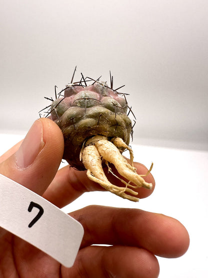 【現品限り】コピアポア・シネレア 黒王丸 抜き苗 実生 期間限定【H7】 Copiapoa cinerea