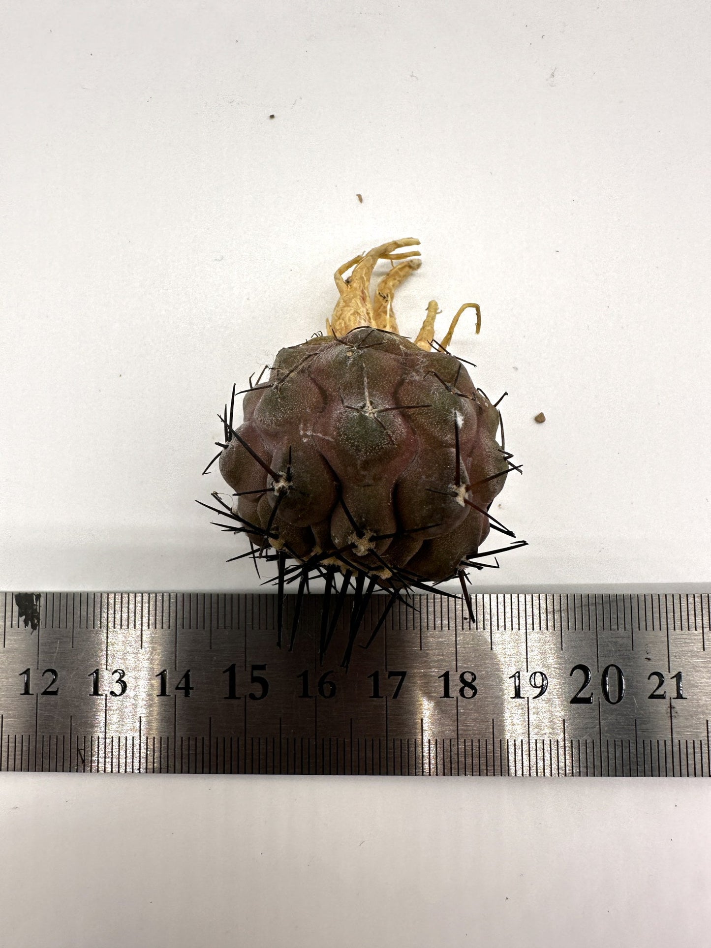 【現品限り】コピアポア・シネレア 黒王丸 抜き苗 実生 期間限定【H7】 Copiapoa cinerea