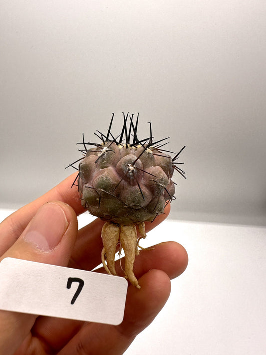 【現品限り】コピアポア・シネレア 黒王丸 抜き苗 実生 期間限定【H7】 Copiapoa cinerea