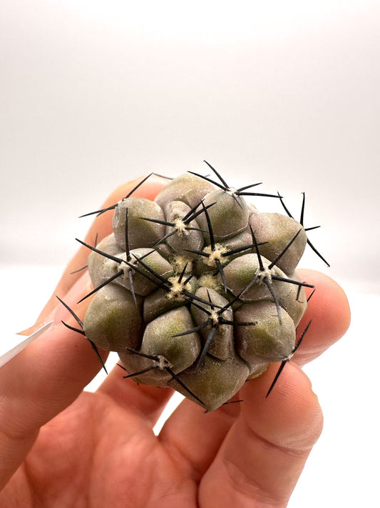 【現品限り】コピアポア・シネレア 黒王丸 抜き苗 実生 期間限定【H8】 Copiapoa cinerea