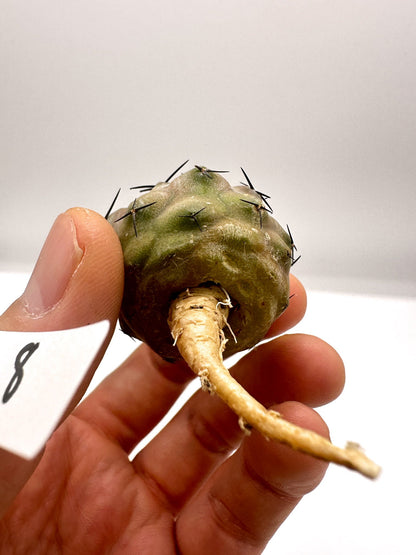【現品限り】コピアポア・シネレア 黒王丸 抜き苗 実生 期間限定【H8】 Copiapoa cinerea